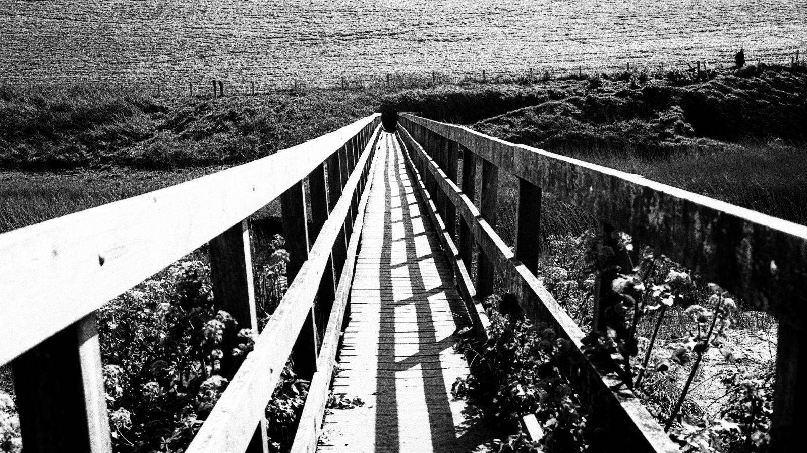 Experimenting with the New Addition: Ferrania P33 Film