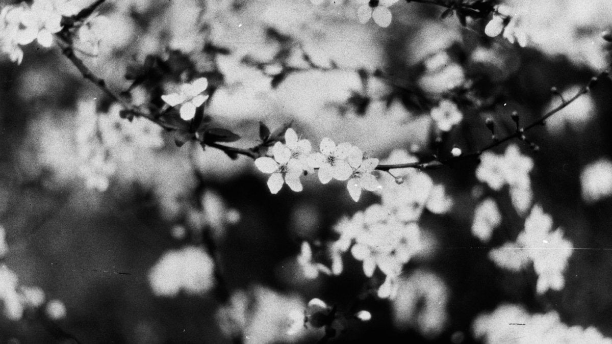 Bones Film: Experimental X-Ray Fun - Analogue Wonderland
