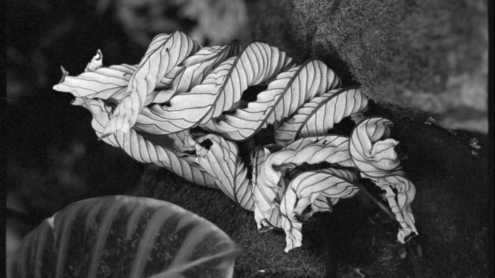 The Philosophy of Film - Analogue Wonderland