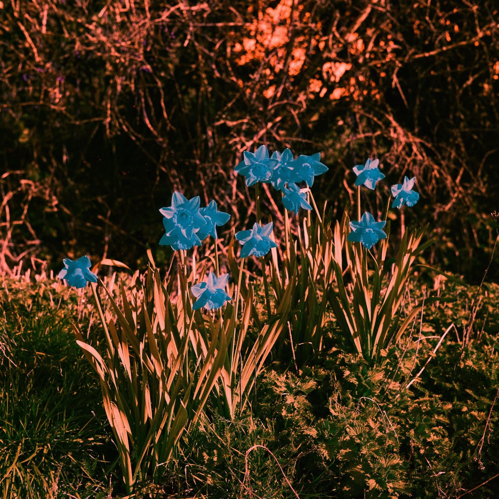 Harman Switch Azure 125 - 120 Film - Multipack Bundle