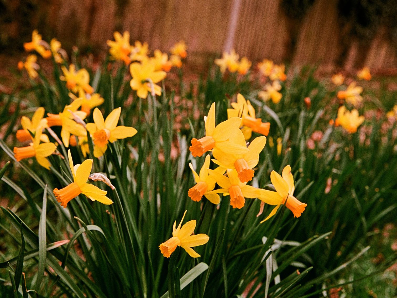CatLABS X FILM 100 Color - 35mm Film - Carl Reading Sample Image 7
