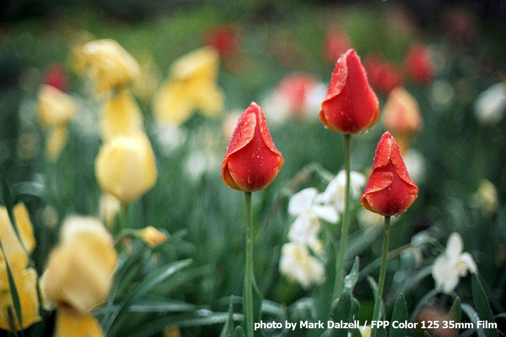 FPP Color 125 - 35mm Film - Image 1