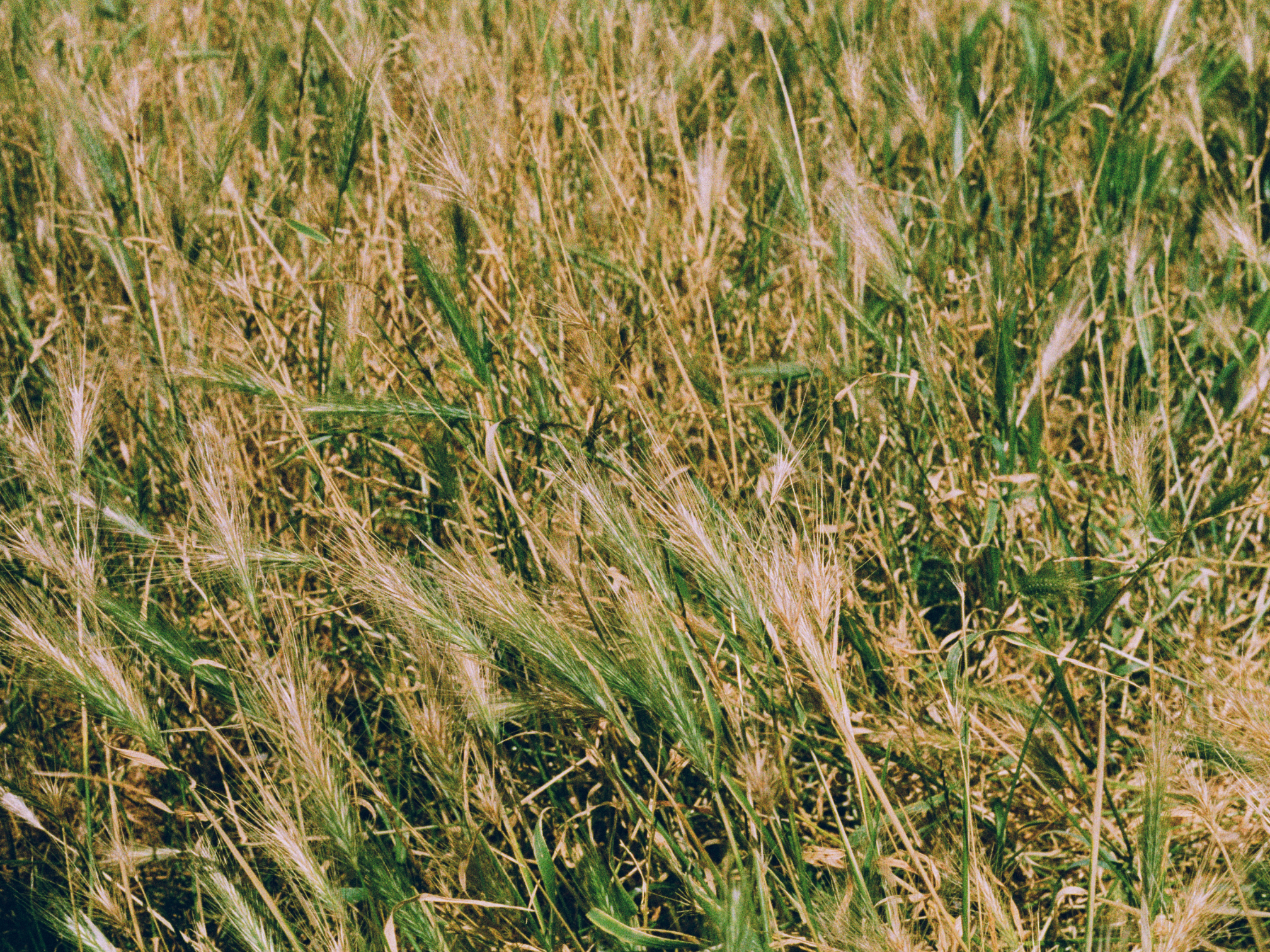 Close-up of a field with green and brown grass - shot on Harman Phoenix 2