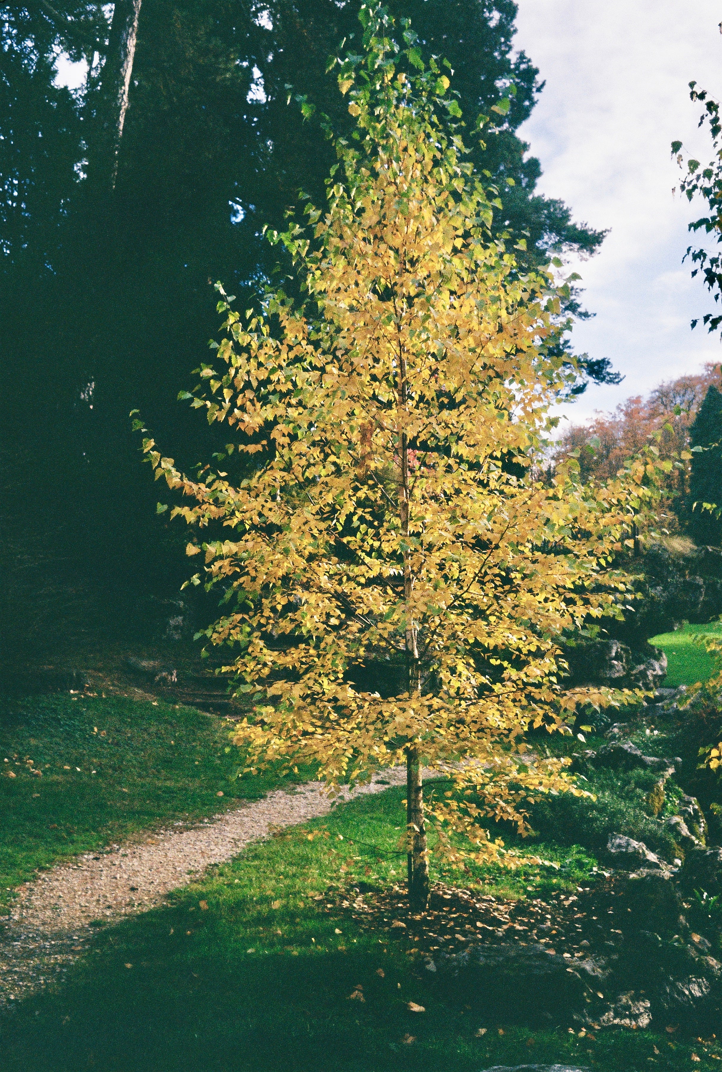 Kodak ColorPlus 200 35mm Film sample image
