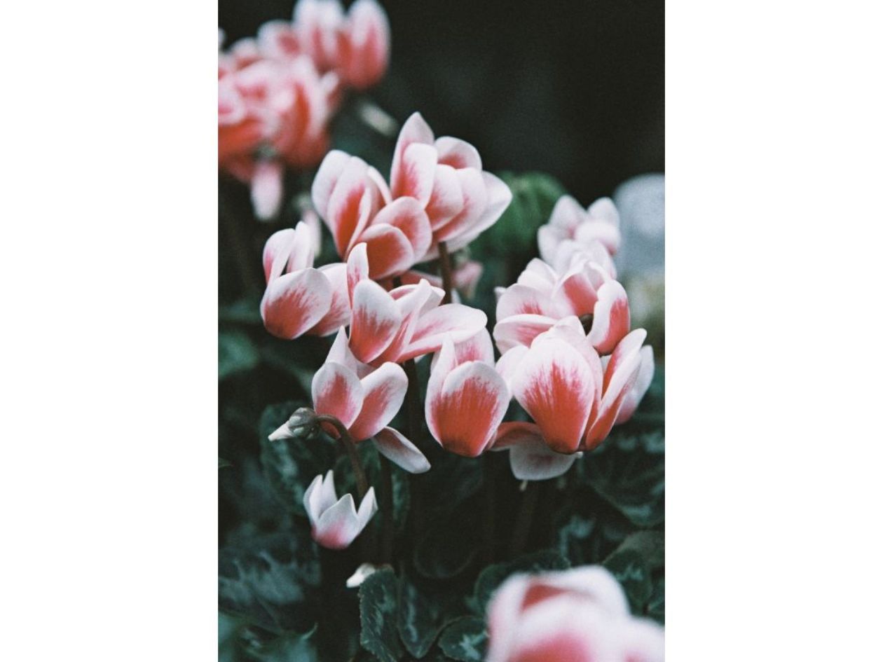 Lomography Lomochrome Colour '92 - 120 Film - Sample Image 2