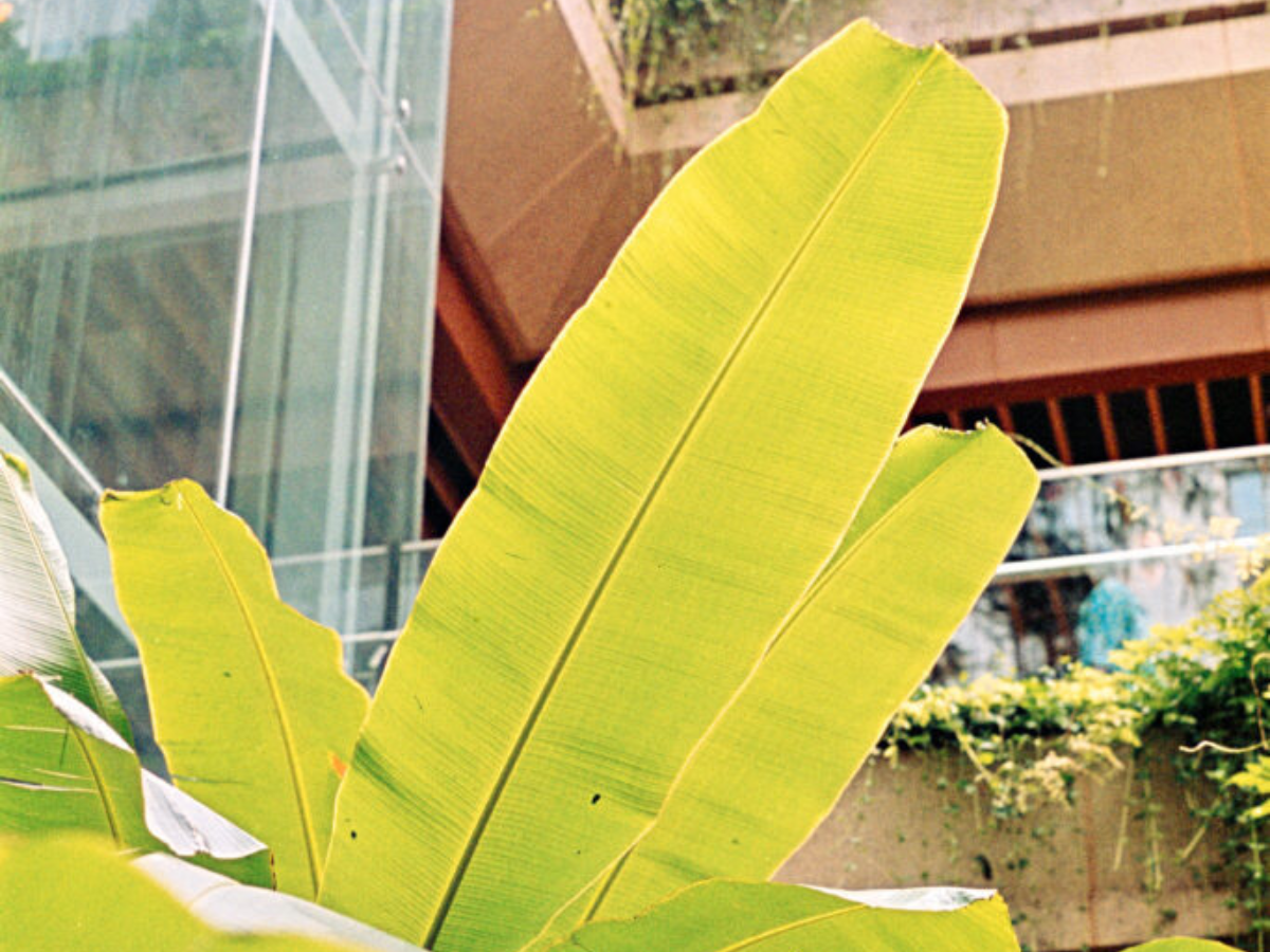 Large bright green banana leaves in front of a modern glass building and outdoor greenery.