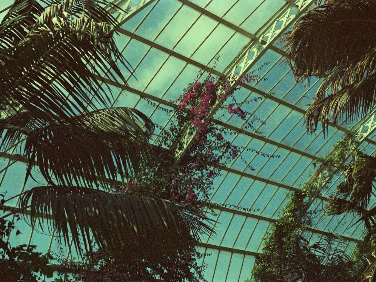 Mr Negative Bat Country 400T - 35mm Film - Sample Image 8 - Kikoy Visaya