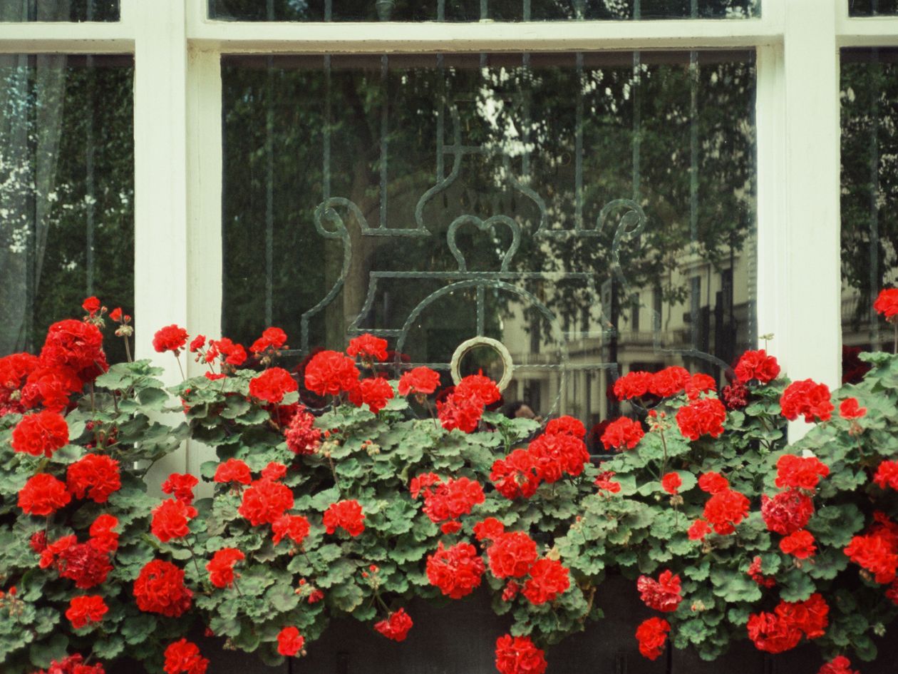 Mr Negative Silver Screen Negative - 35mm Film - Sample Image 9 - Ana Blumenkron