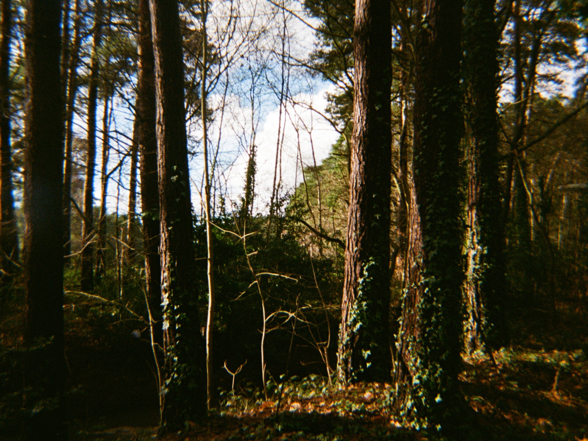 Forest scene with trees and underbrush - shot on PURE 35 film camera