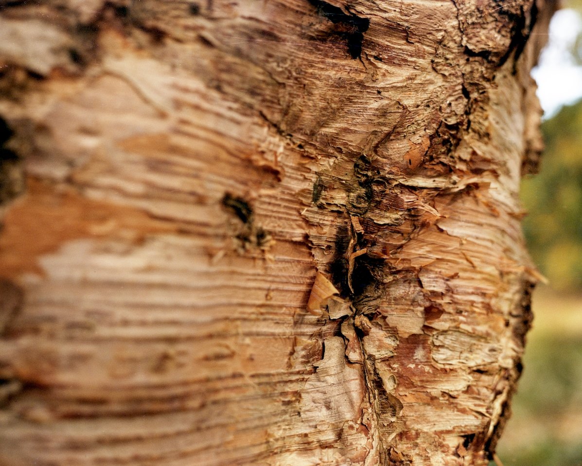 CineStill 400D - 120 Film - Analogue Wonderland - 2