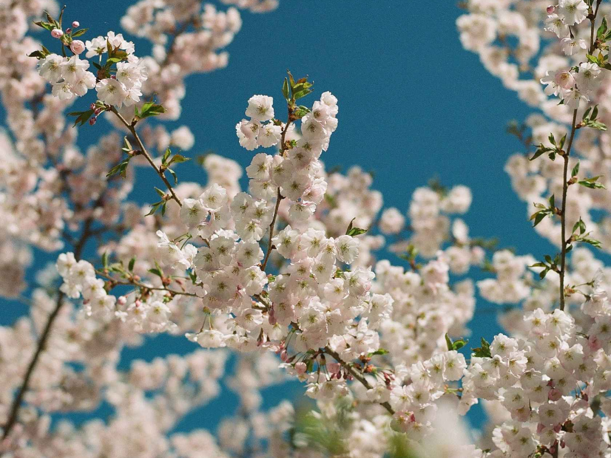 White cherry blossoms against a clear blue sky