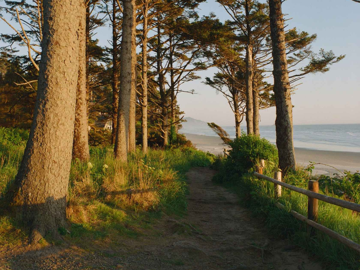 Pathway leading to a beach with trees on a sunny day
