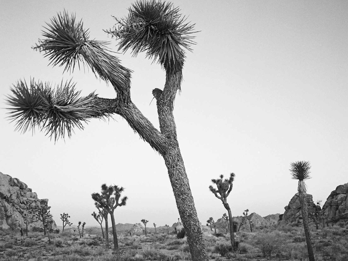 Black and white photo of a Joshua tree in a desert landscape