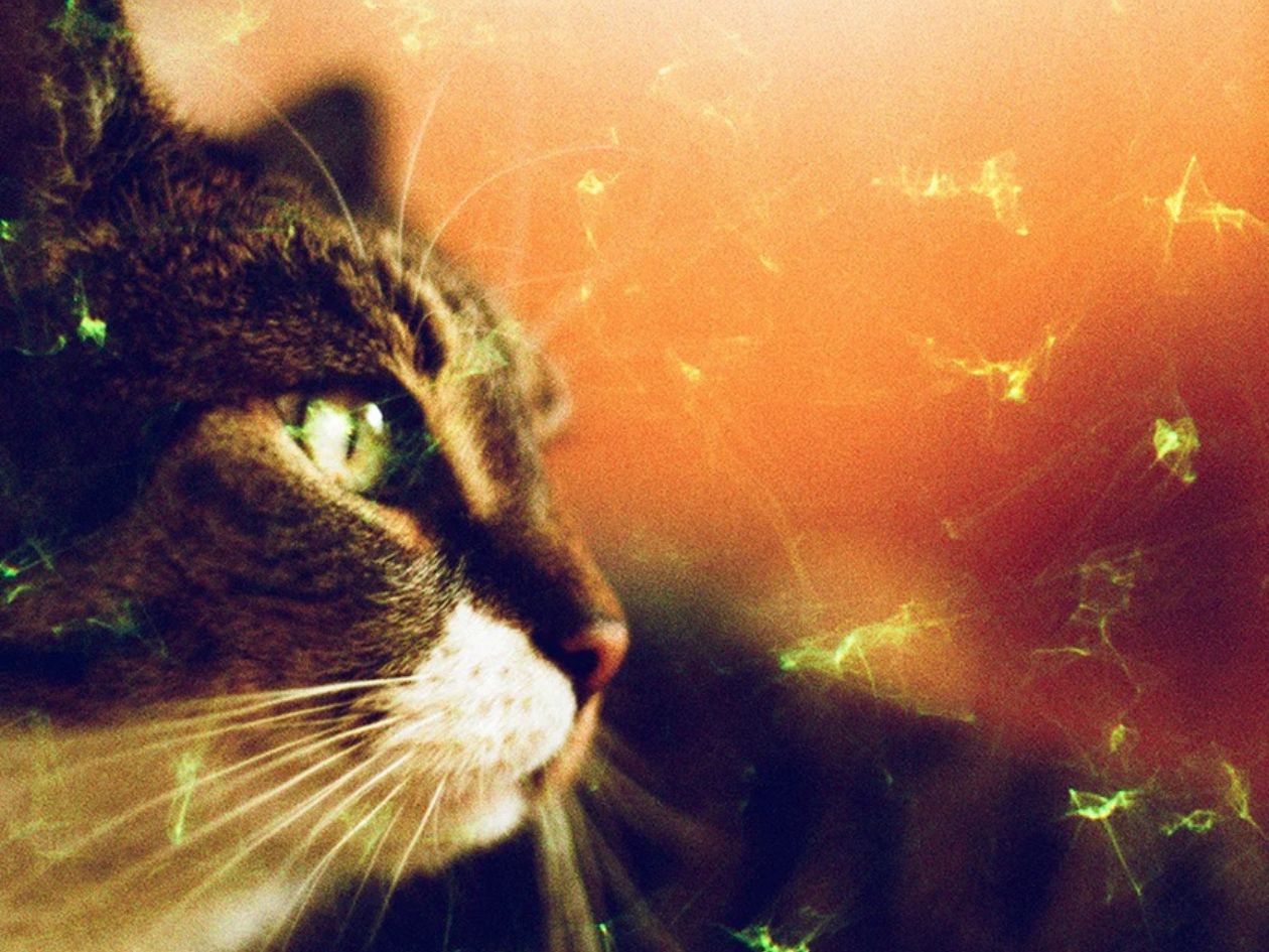 Brown and white cat with green eyes against an orange background with green gemstone effects across the frame.