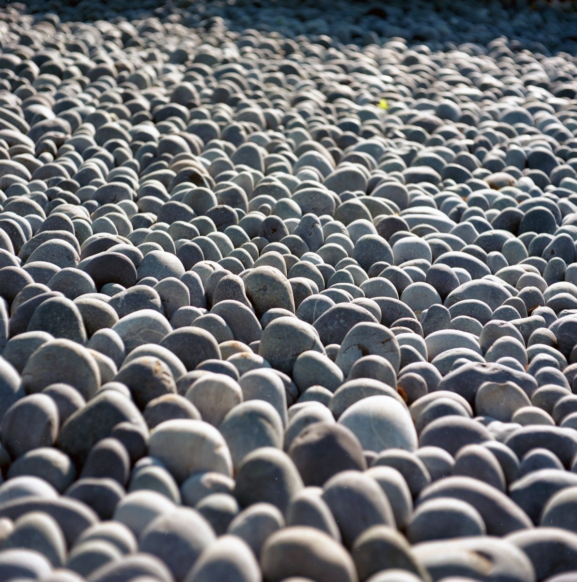 Kodak Ektar - 4x5 Film