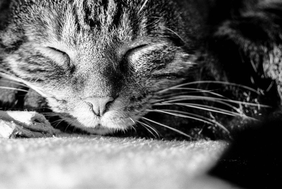 Adox CHS Film 35mm B&W ISO 100 - Analogue Wonderland - 3