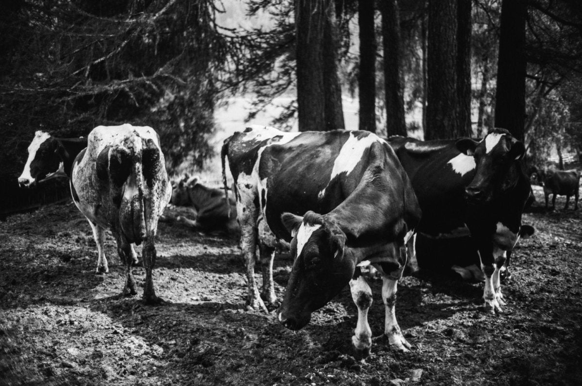 Ferrania P30 - 35mm Film - Analogue Wonderland - 5