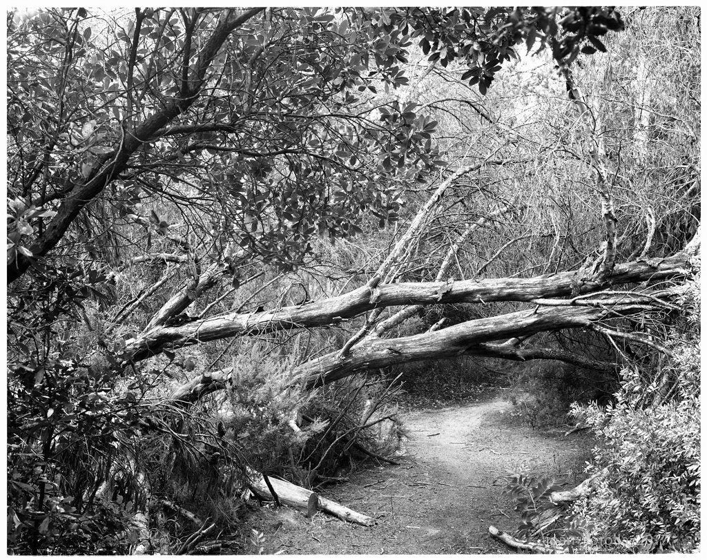 Ilford FP4 Plus - 5x7 Sheet Film - 25 sheets - Analogue Wonderland - 2