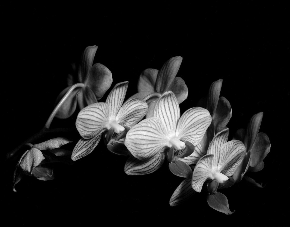 Kodak T-MAX 100 - 4x5 Large Format Film - Analogue Wonderland - 2