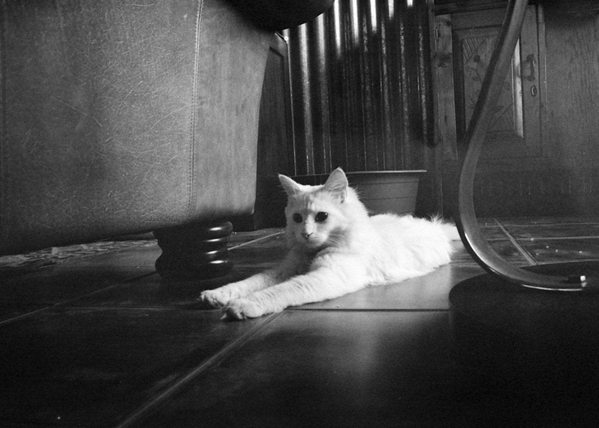 Kodak T-MAX 400 - 35mm Film - Analogue Wonderland - 5