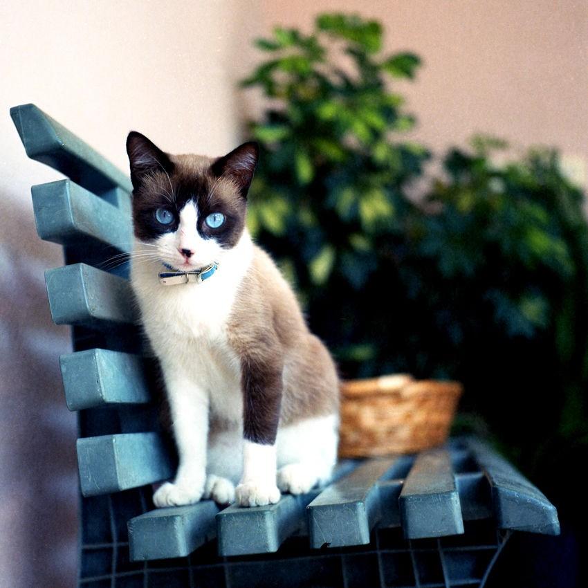 Lomography Colour Negative Film 120 Colour ISO 100 - Analogue Wonderland