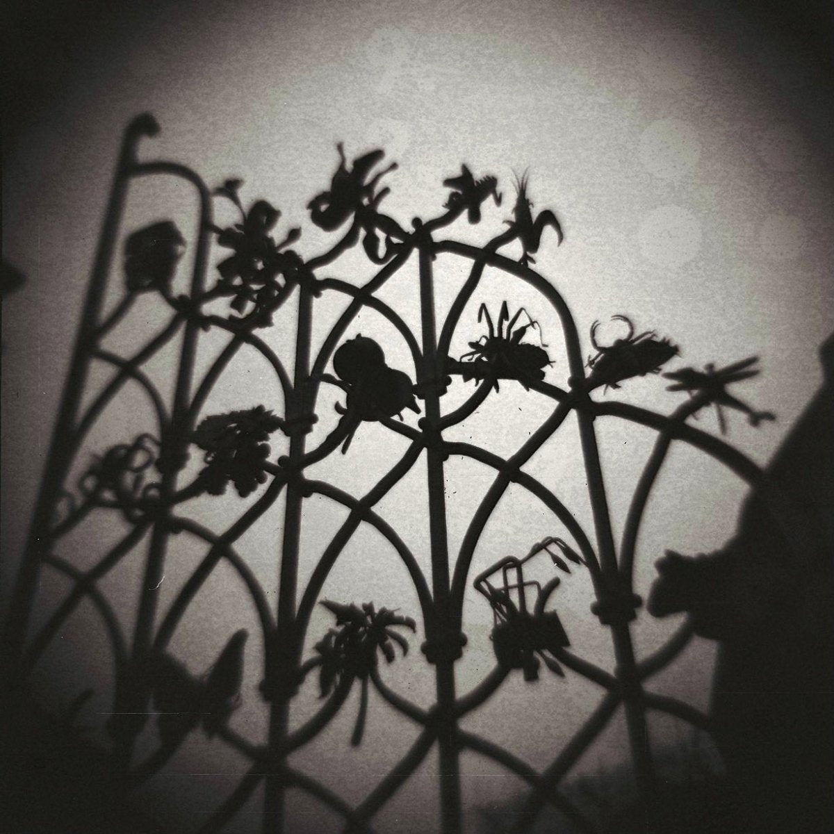 Lomography Lady Grey 400 - 120 Film - Analogue Wonderland - 4