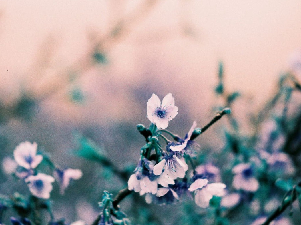 Lomography Turquoise - 110 Film - Analogue Wonderland - 3