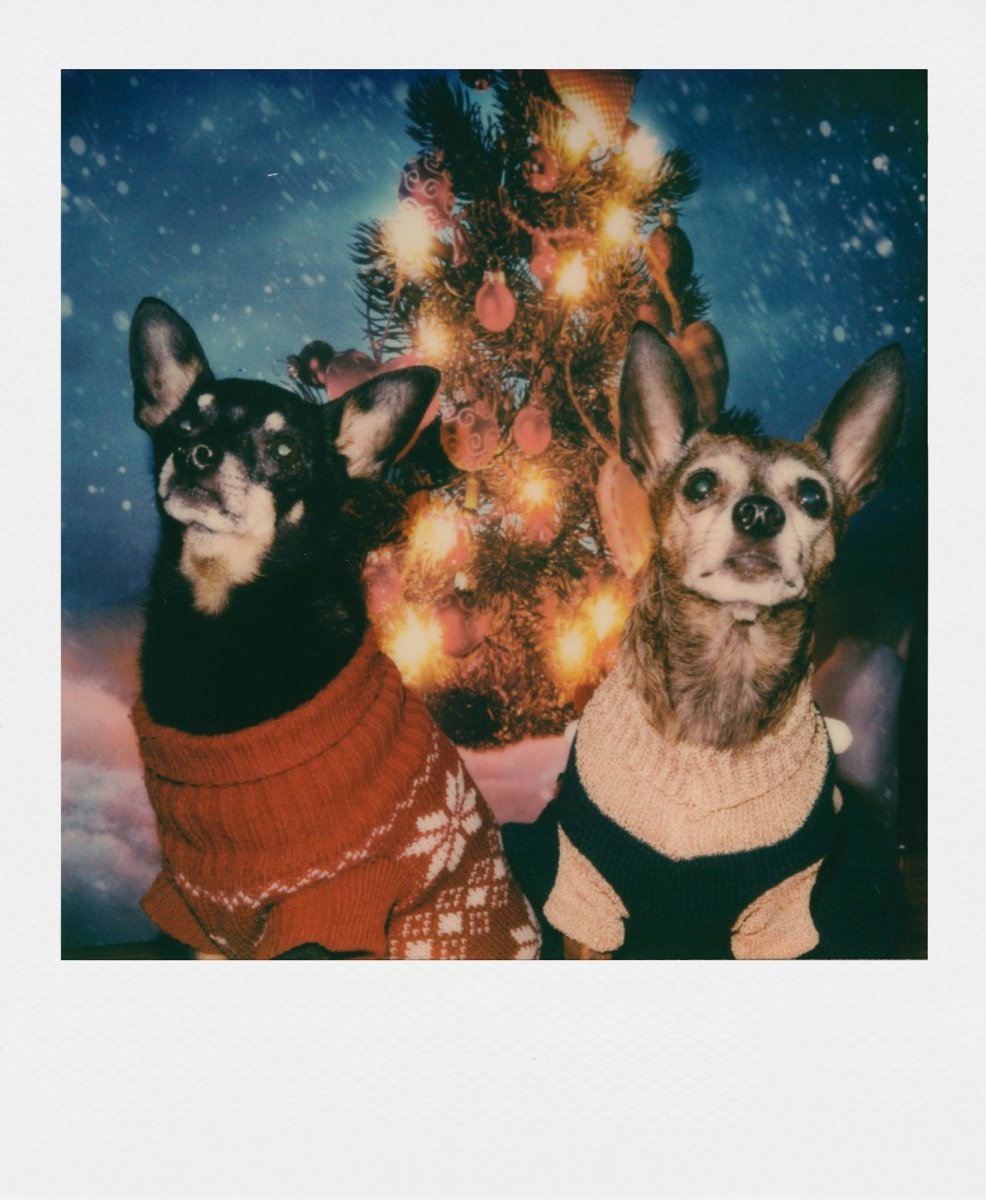 Polaroid 600 Film - Colour - Analogue Wonderland - 2