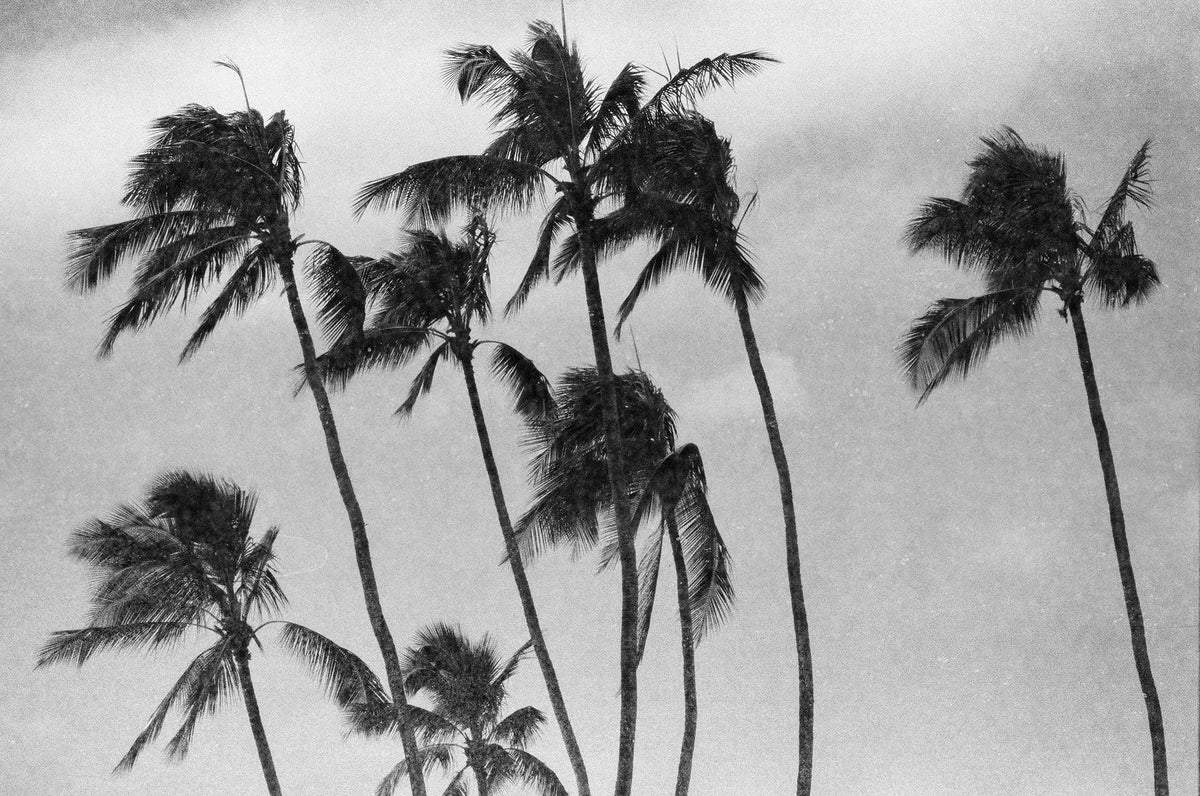 Revolog Paper - 35mm Film - Analogue Wonderland - 2
