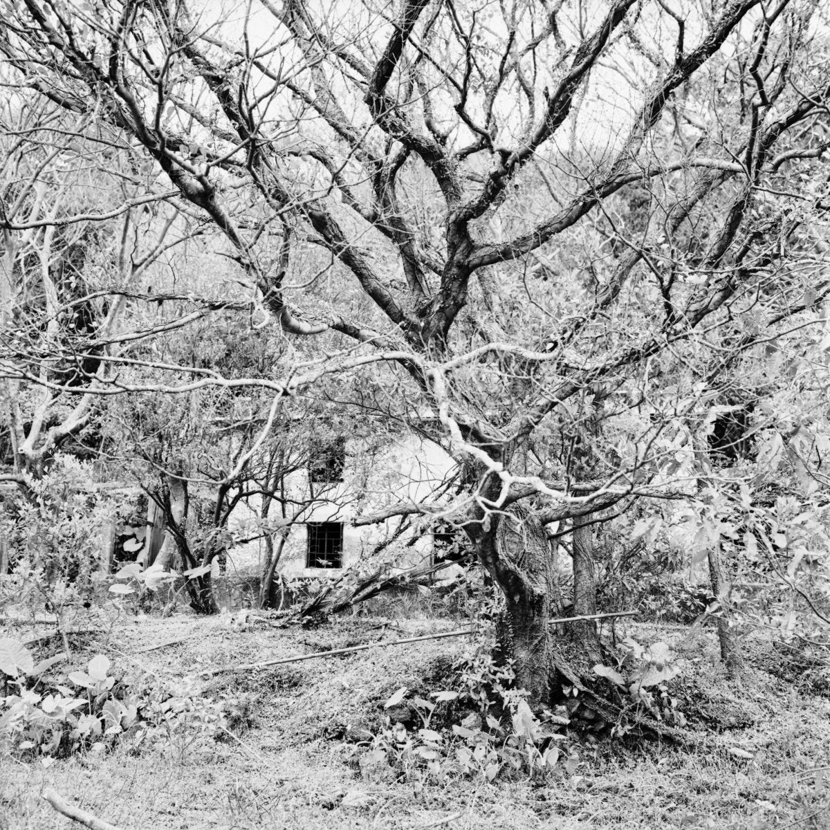 Rollei RPX 25 - 35mm Film - Analogue Wonderland - 4