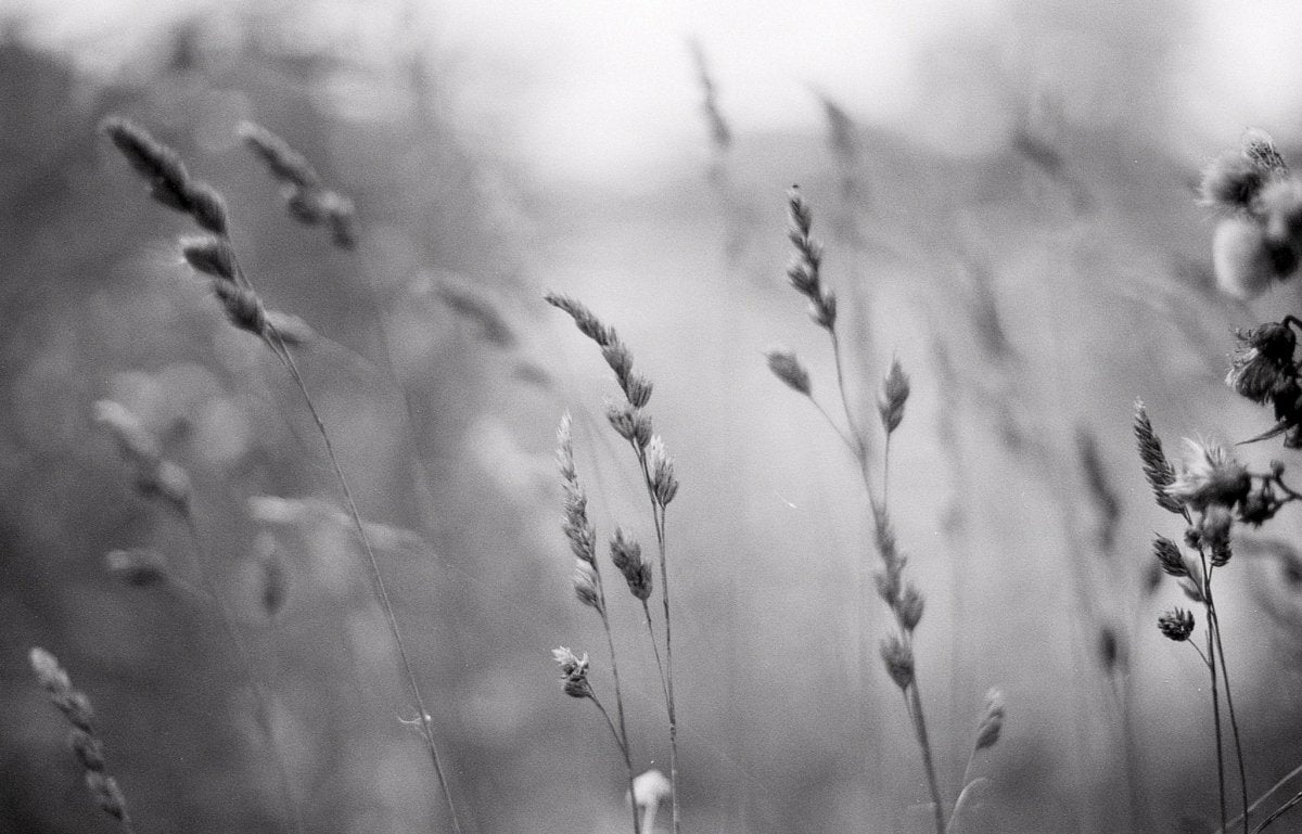 Silberra Pan 100 - 35mm Film - Analogue Wonderland - 2