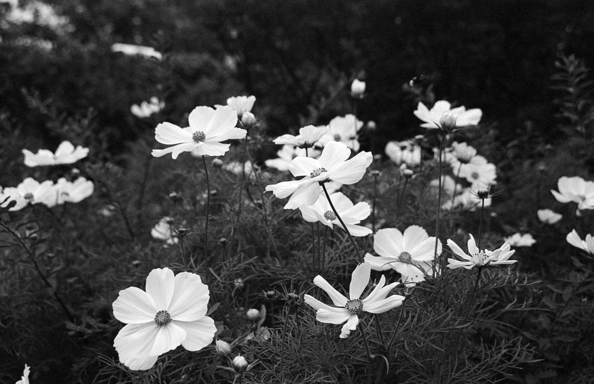 Silberra Pan 160 - 35mm Film - Analogue Wonderland - 2