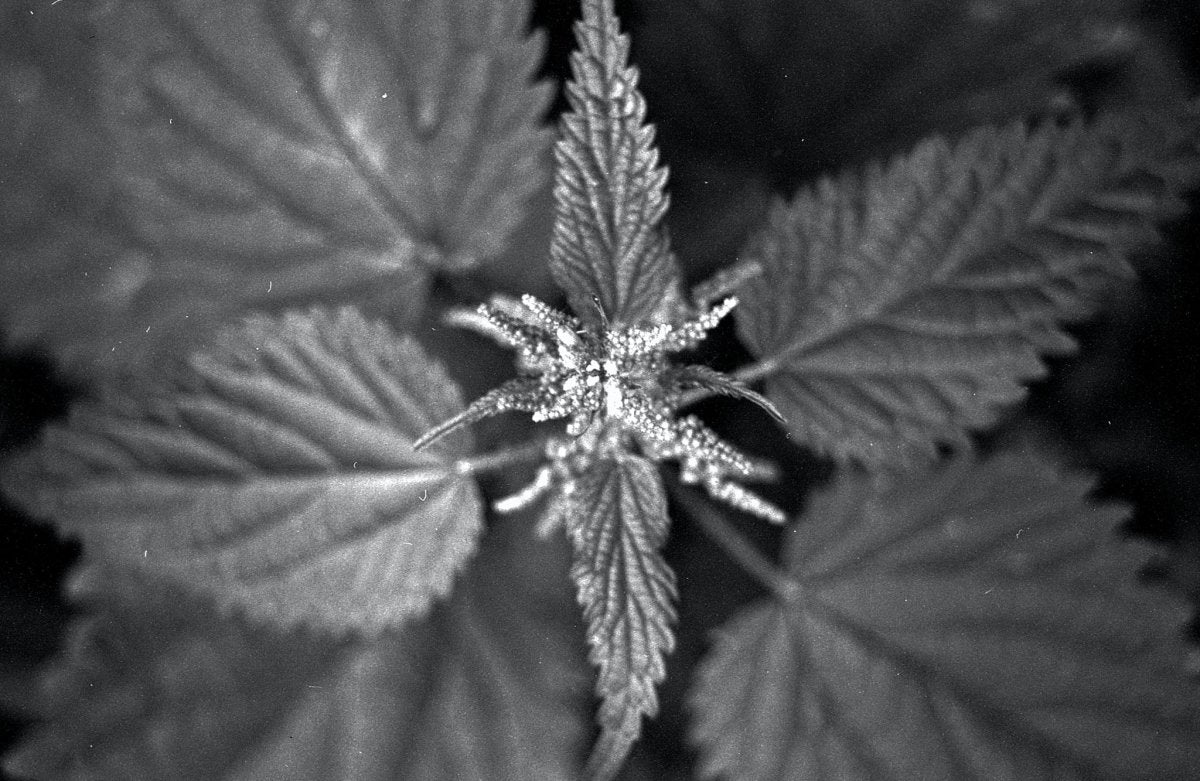 Silberra U400 - 35mm Film - Analogue Wonderland - 2