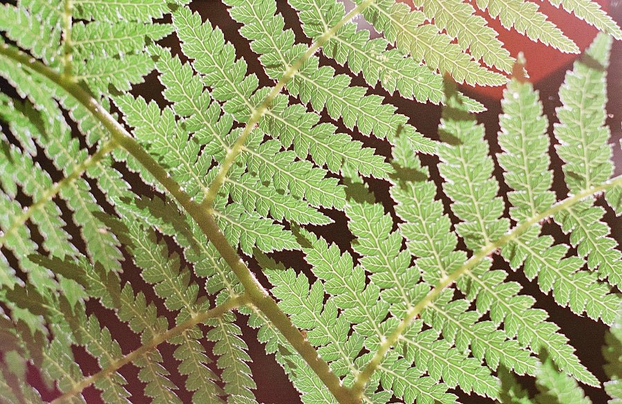 Washi X - 35mm Colour Film - Analogue Wonderland - 2