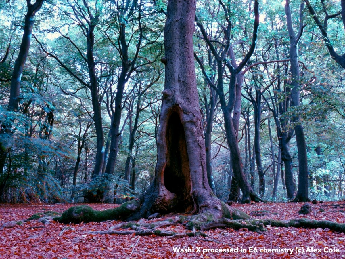 Washi X - 35mm Colour Film - Analogue Wonderland - 11