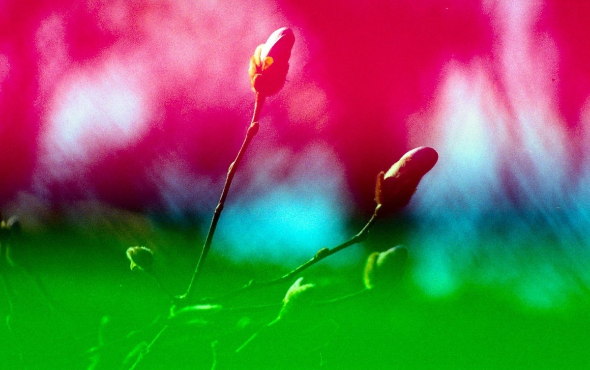Yodica Callisto Film 35mm Colour ISO 400 - Analogue Wonderland - 2