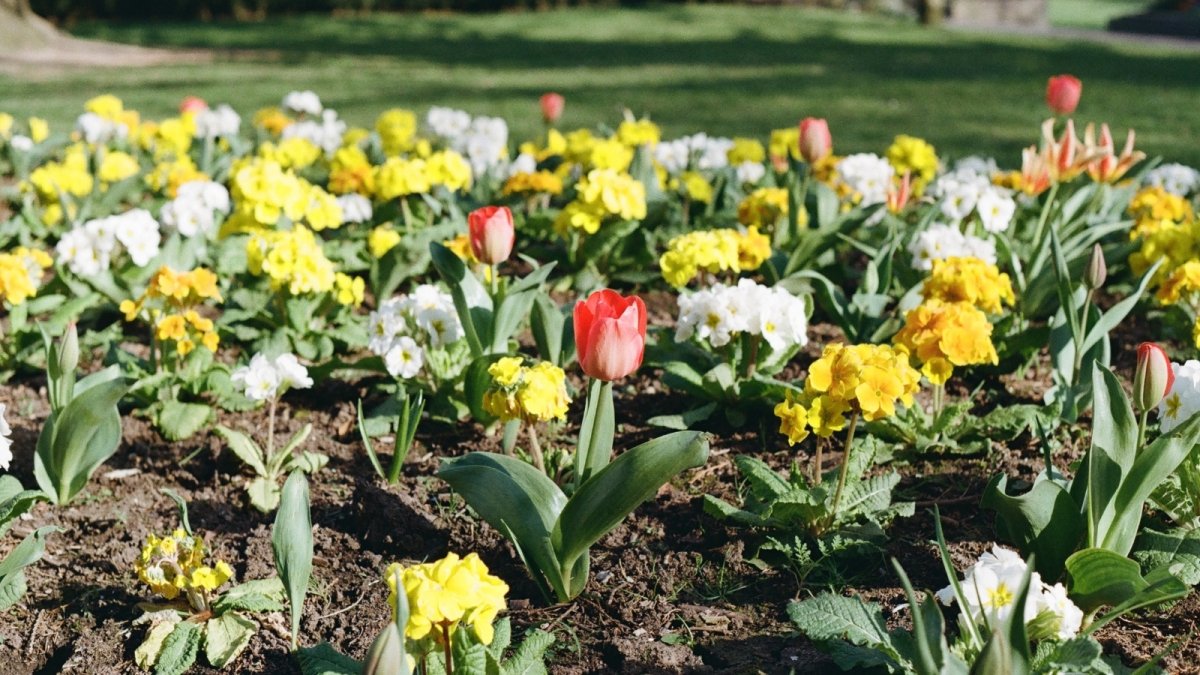 8 Easy Tips for Capturing Springtime Beauty with Film Photography - Analogue Wonderland