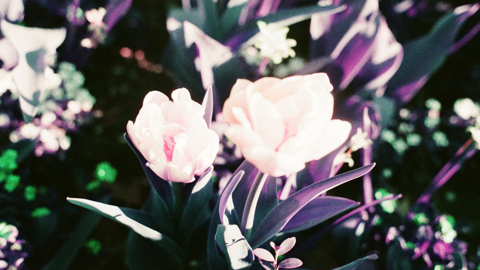 Two pale pink tulips glow under dreamy, infrared-toned lighting, surrounded by deep green and purple foliage in a surreal springtime scene.