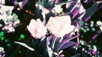 Two pale pink tulips glow under dreamy, infrared-toned lighting, surrounded by deep green and purple foliage in a surreal springtime scene.