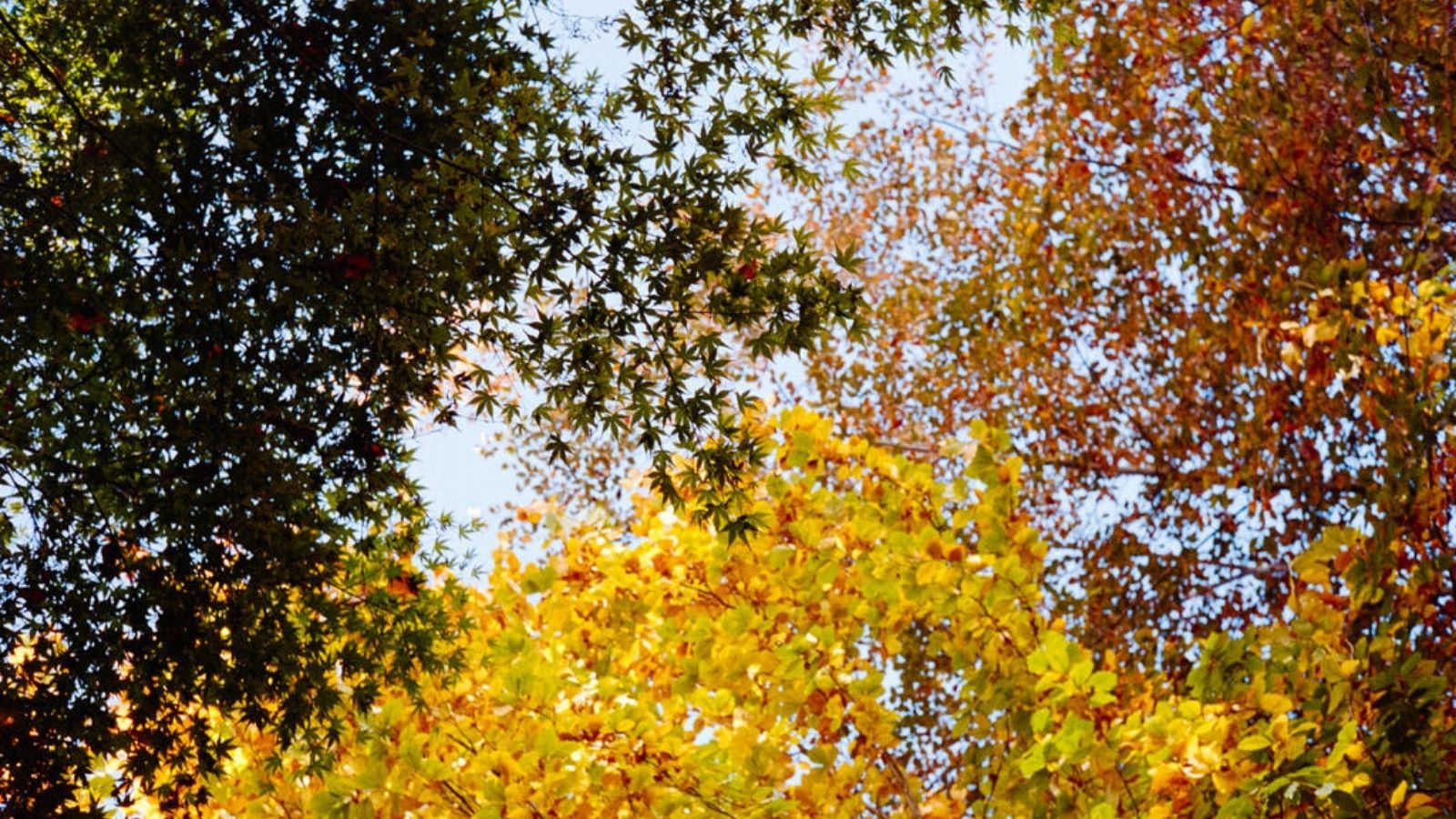 Best Films for Autumn Film Photography: Top Tips for Capturing The Season