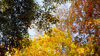 Best Films for Autumn Film Photography: Top Tips for Capturing The Season