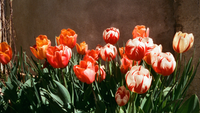 Capturing Tiny Worlds with the Pentax 17 - Macro Film Photography