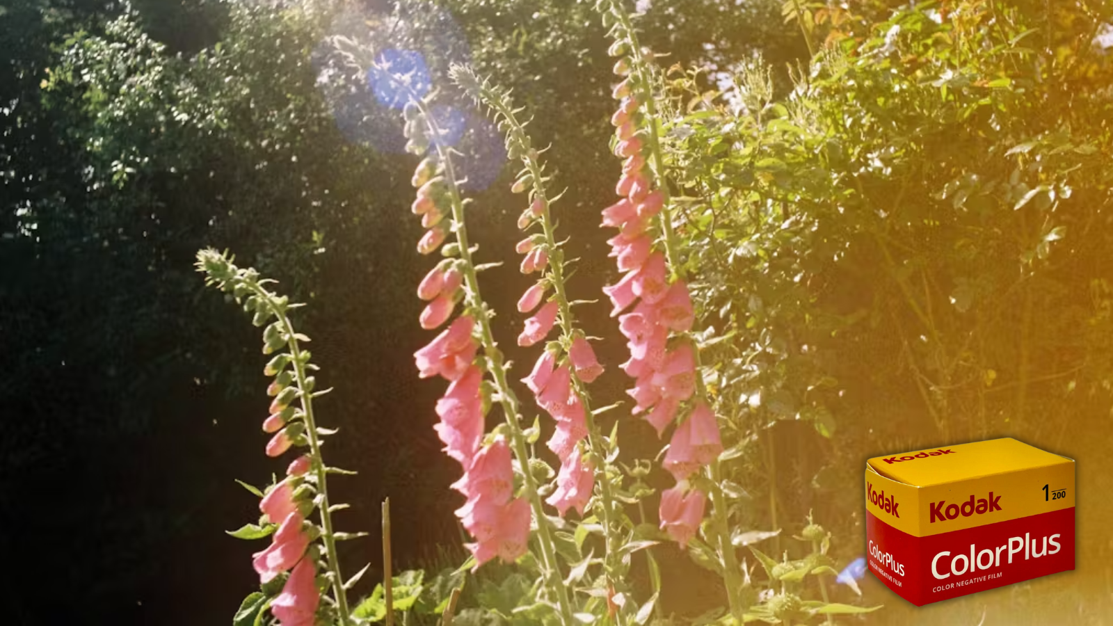 Kodak ColorPlus Review - Analogue Wonderland
