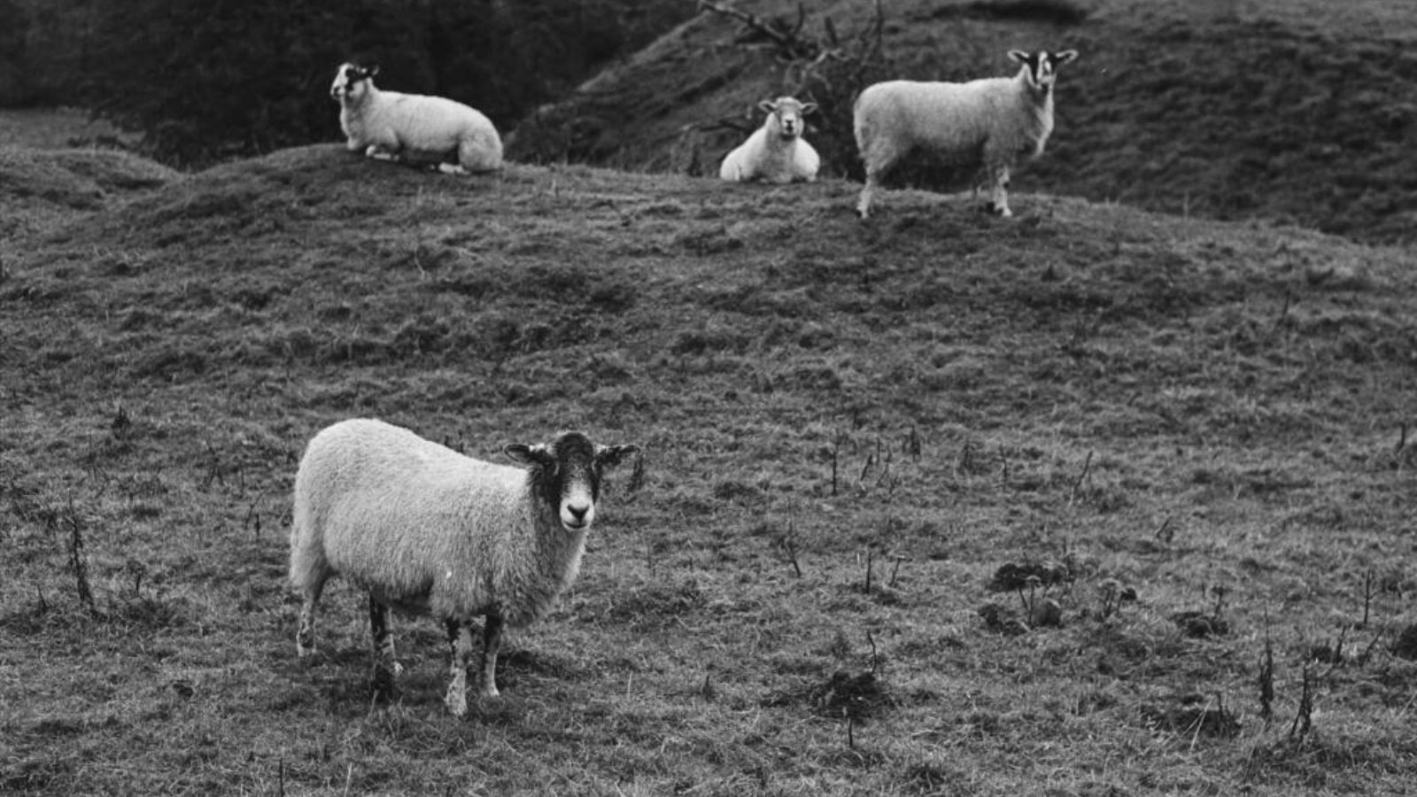 sheep on a hill by hollygoodenough shot on tri-x 35mm film
