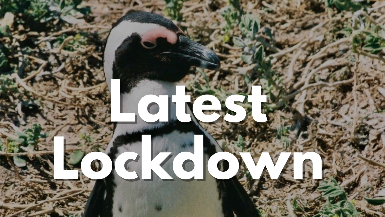Another Day; Another Lockdown - Analogue Wonderland