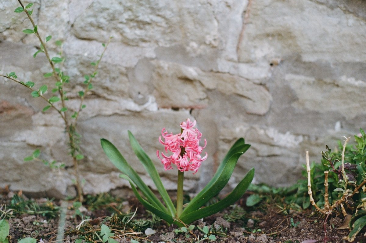 Spring Collection