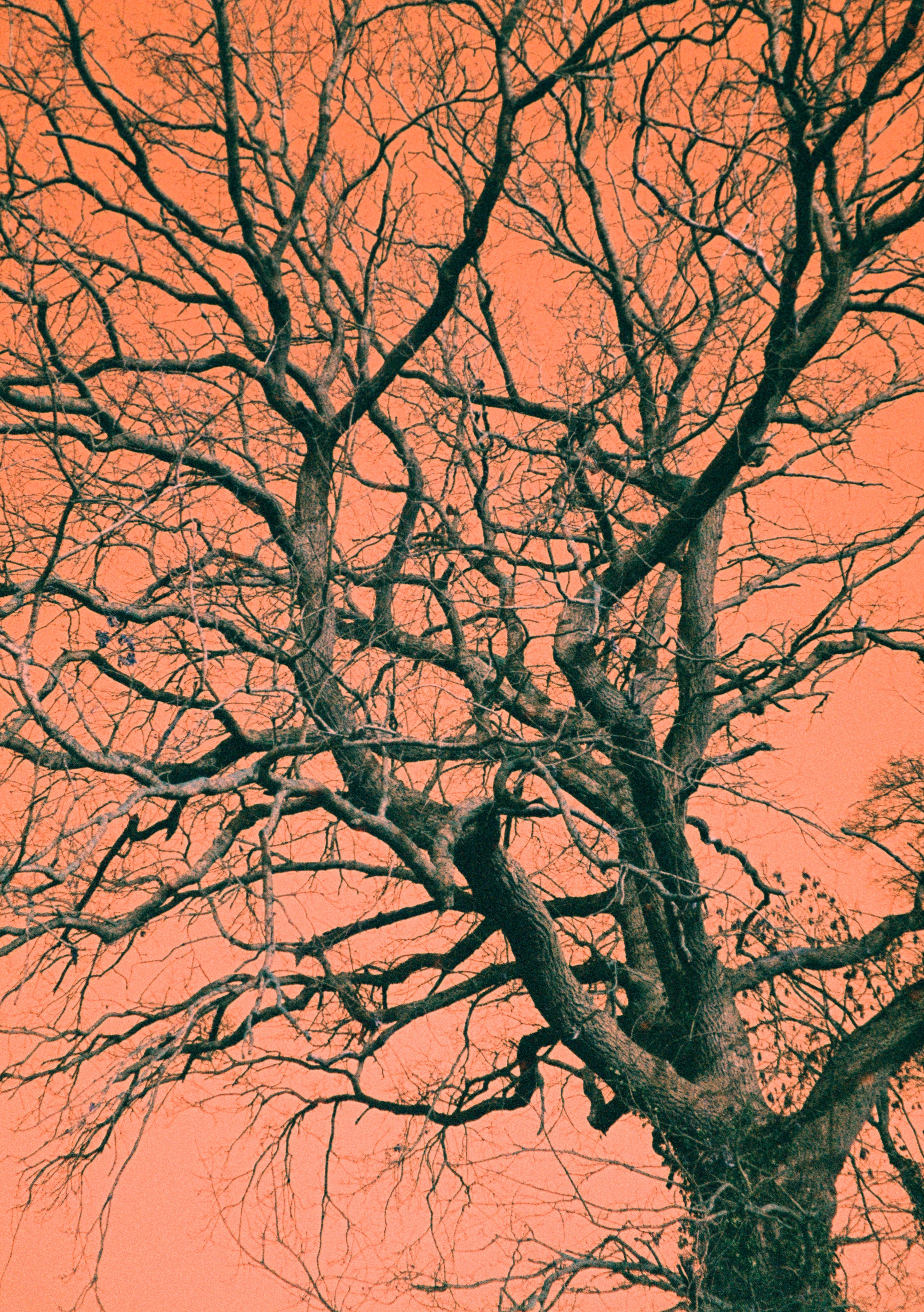 Harman Switch Azure 125 - 35mm Film - Multipack Bundle