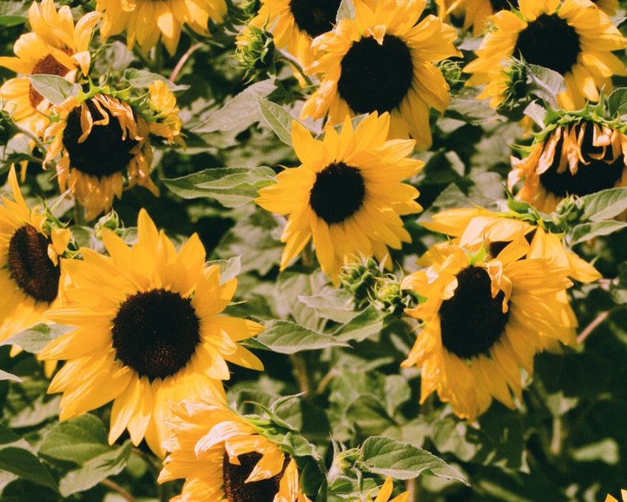 Field of sunflowers with green leaves- shot on Harman Phoenix II 120 film