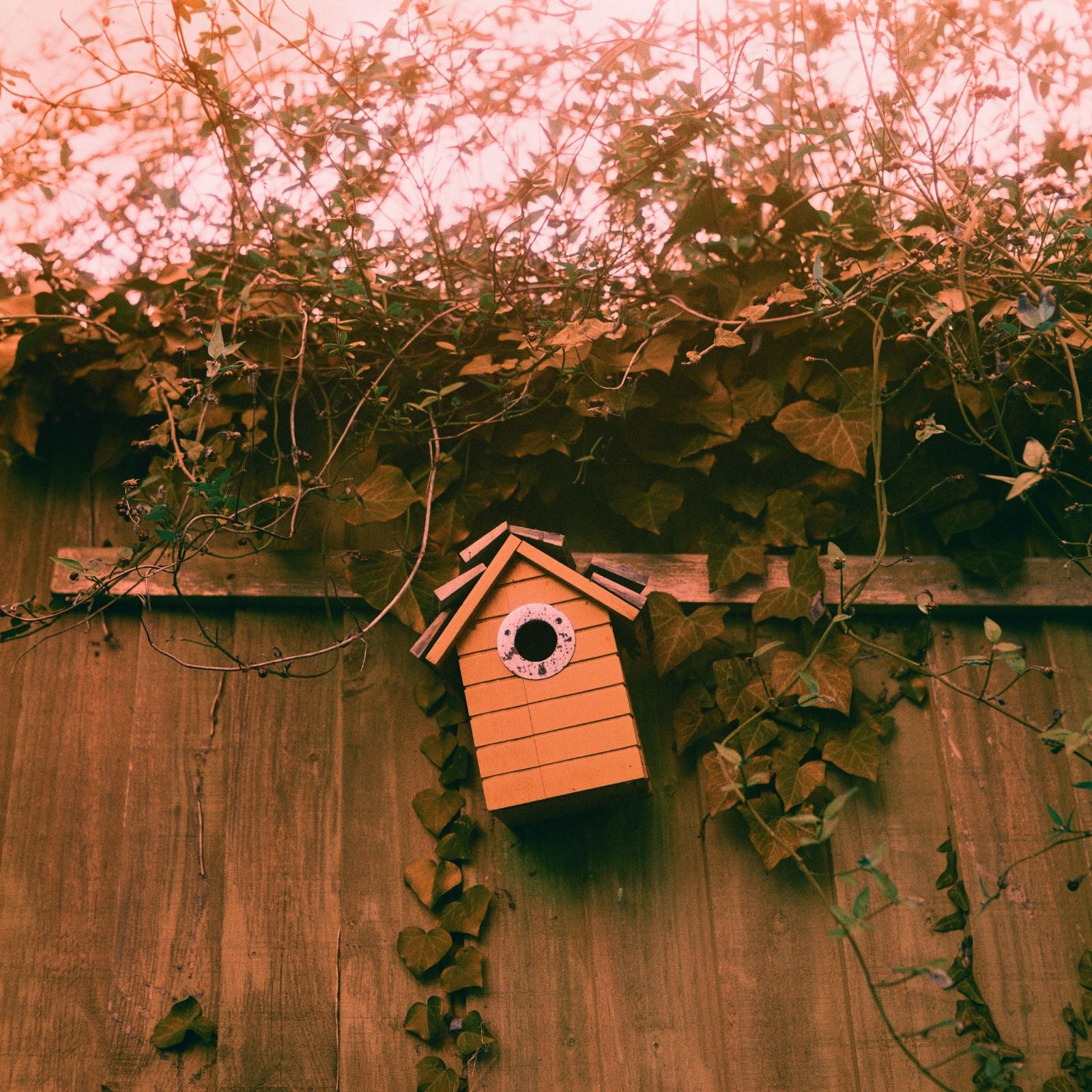 Harman Switch Azure 125 - 120 Film - Multipack Bundle