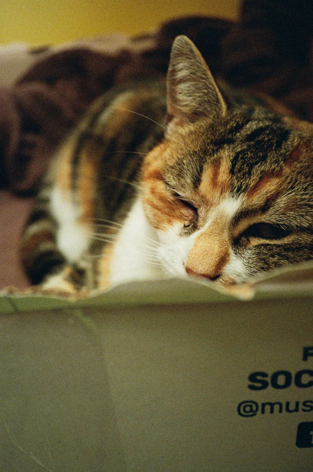 Camera Film Photo Meow Meow Colour 800 - 35mm Film - Sample Image 3 Amy Farrer